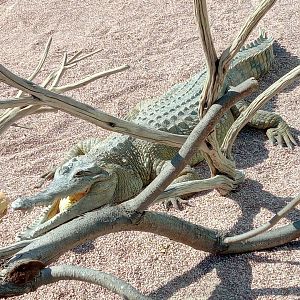 Slender-snouted crocodile