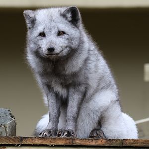 Arctic Fox at Dudley 28th Oct 2020