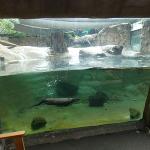 Oct. 2020 - Florida - River Otter Exhibit