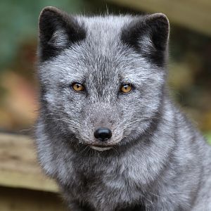 Arctic Fox at Dudley 28th Oct 2020