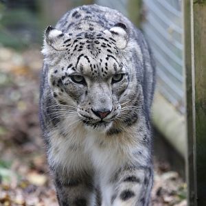 Snow Leopard at Dudley 28th Oct 2020