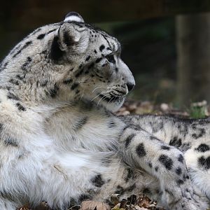 Snow Leopard at Dudley 28th Oct 2020