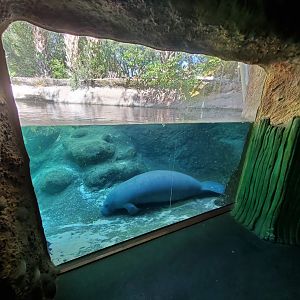 Oct. 2020 - Florida - Florida Manatee Exhibit (Right Tank)