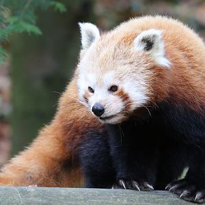 Red Panda at Dudley 28th Oct 2020