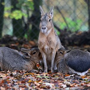 Mara at Dudley 28th Oct 2020