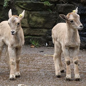 Barbary Sheep young at Dudley 28th Oct 2020