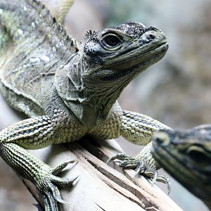 Philippine Sailfin Lizard at Dudley 29th Oct 2020