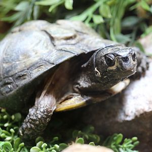 Florida Box Turtle at Dudley 28th Oct 2020
