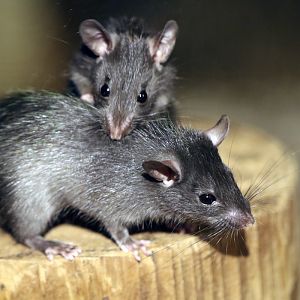 Black Rat at Dudley 28th Oct 2020