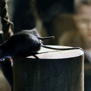 Black Rat Exhibit at Dudley 28th October 2020