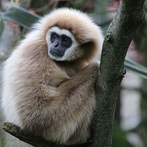 Lar Gibbon at Dudley 28th Oct 2020