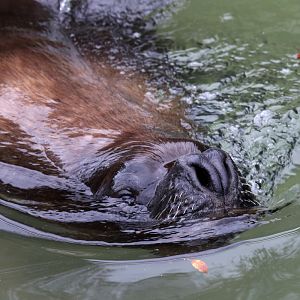 Patagonian Sea Lion at Dudley 28th Oct 2020