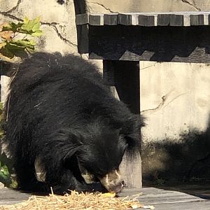 CMZ Sloth Bear