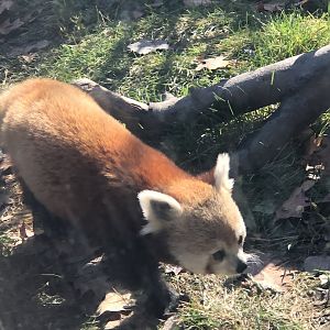 CMZ Red Panda