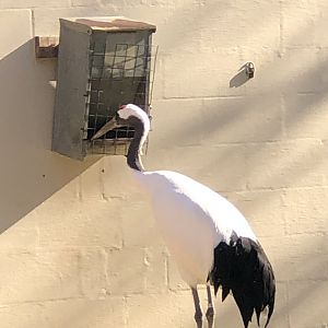 CMZ Red-crowned Crane