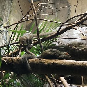 CMZ Northern Tree Shrews