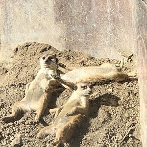 Meerkats Sunbathing