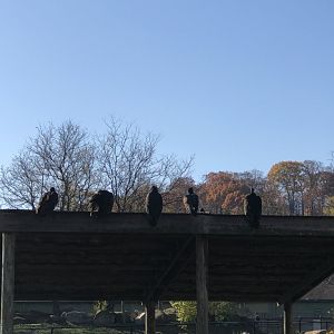 Turkey Vultures - Cleveland Metroparks Zoo