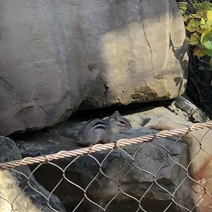 Grey Eastern Chipmunk