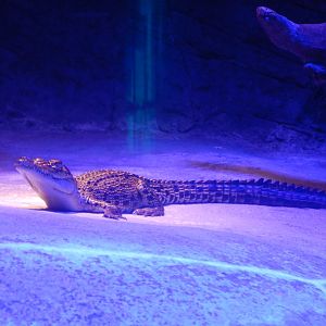 Juvenile Saltwater Crocodile