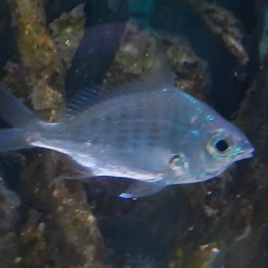 Threadfin Silverbiddy (Gerres filamentosus)