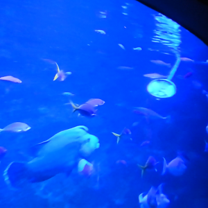 Humphead Maori Wrasse target feeding