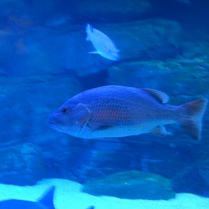 Mangrove Red Snapper (Mangrove Jack)
