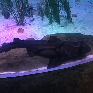 Port Jackson Shark