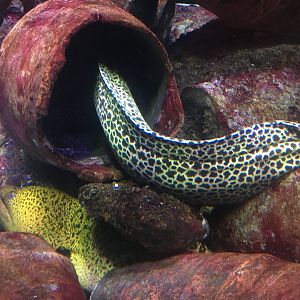 Giant Moray and Honeycomb Moray