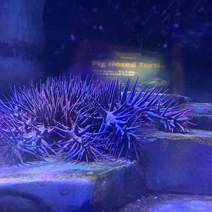 Crown of Thorns Starfish