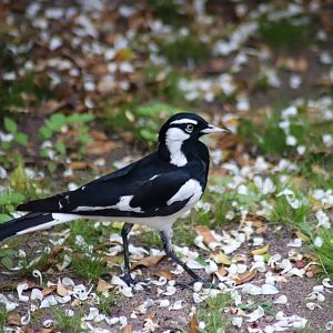 Magpie Lark (Grallina cyanoleuca)