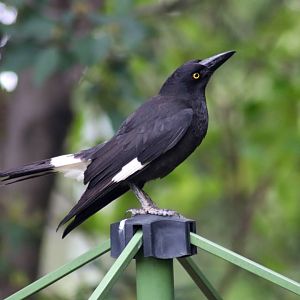 Pied Currawong (Strepera graculina)
