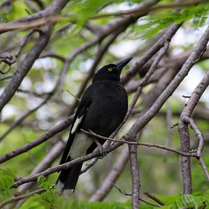 Pied Currawong (Strepera graculina)
