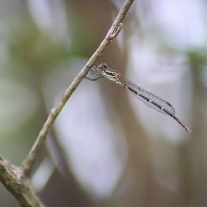 Wandering Ringtail (Austrolestes leda) - female