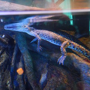 Juvenline Saltwater Crocodile
