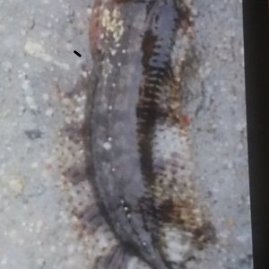 Southern Crested Weedfish (Cristiceps australis)