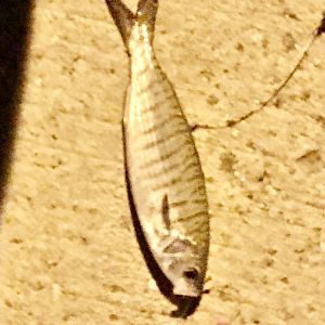 Australian Herring (Arripis georgianus)