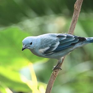 Blue grey tanager