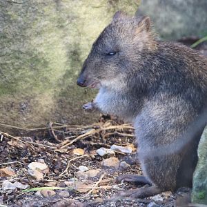 Long nosed potoroo