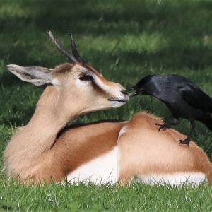 Dorcas gazelle having its nose pecked by a jackdaw!