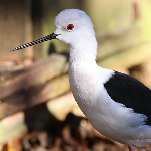 Black winged stilt