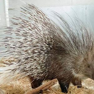 Crested porcupine (Hystrix cristata)