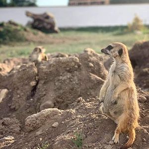 Meerkat (Suricata suricatta)