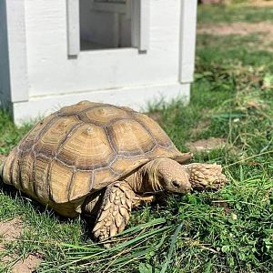 African spurred tortoise (Centrochelys sulcata)