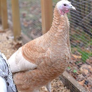 Buff turkey (Meleagris gallopavo f. domestica)