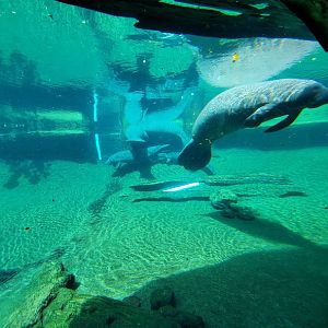 Oct. 2020 - Florida - Florida Manatee + Others (Left Tank)