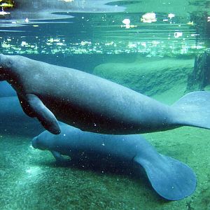Oct. 2020 - Florida - Florida Manatee