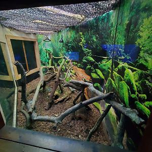 Oct. 2020 - Florida - Cuban Iguana Exhibit