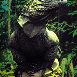 Oct. 2020 - Florida - Cuban Iguana