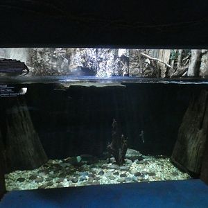 Oct. 2020 - Florida - Alligator Snapping Turtle Exhibit